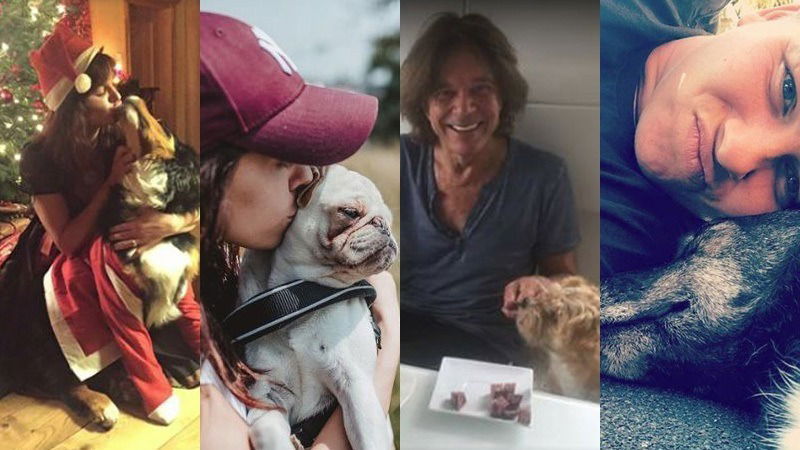 Schlagerstars Hunde 800x450